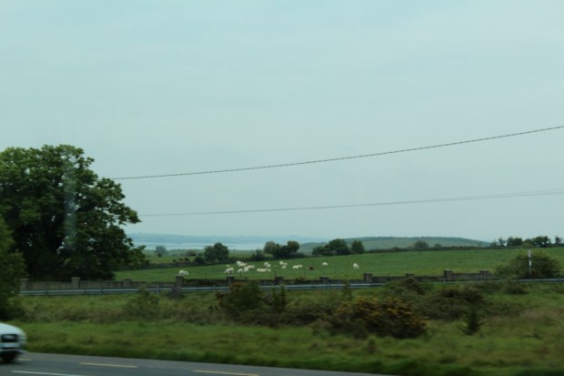 White sheep in a green field in County Clare, Ireland