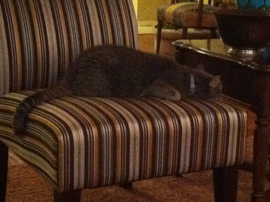 Large gray cat asleep on a striped chair