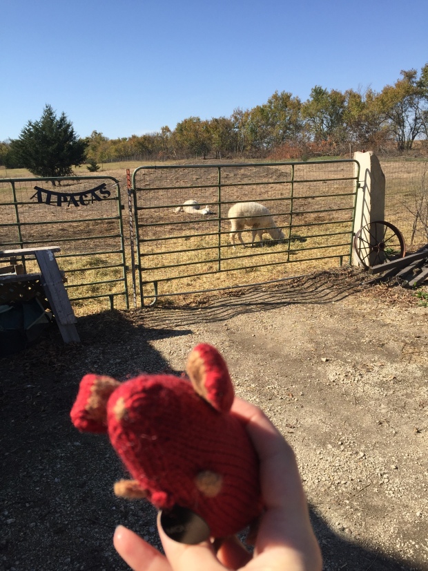 Mousie at the pasture of Alpacas of Wildcat Hollow farm