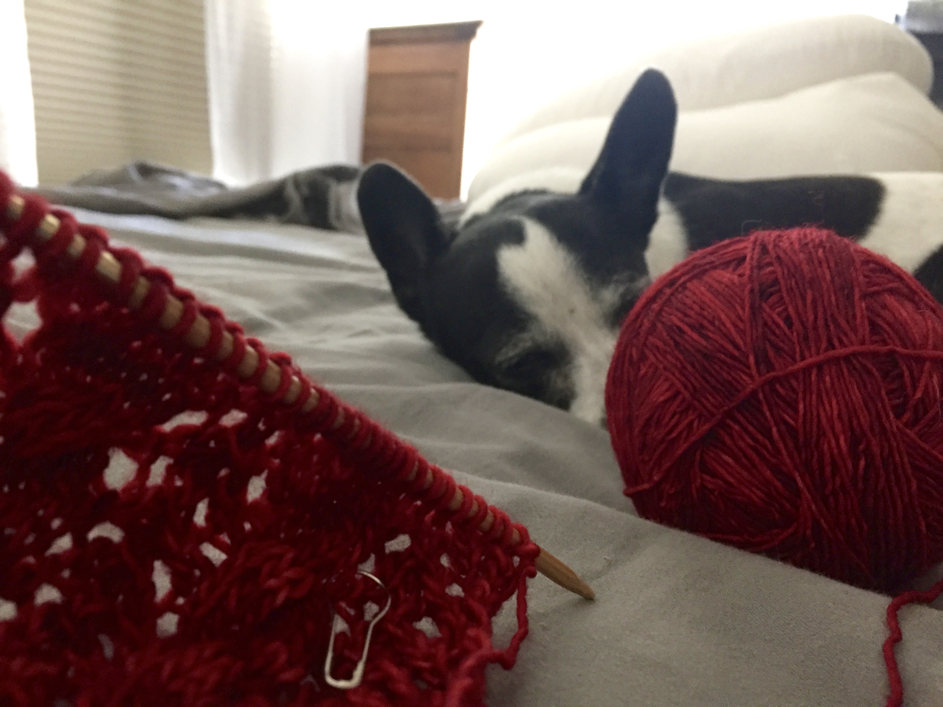 Scarf of Dreams in Scarlet Madelinetosh Tosh Light with sleeping black and white chihuahua
