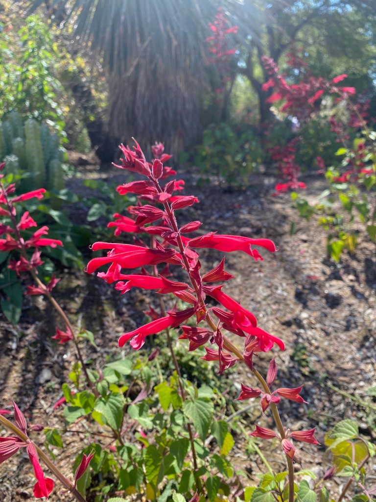 Close up of bright red Penstemon flowers in hot sunlight